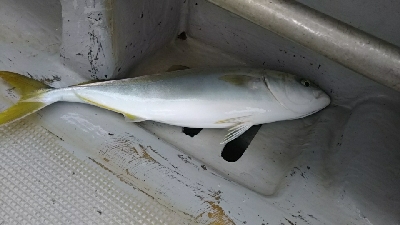 人生初ジギング