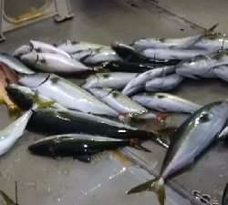 青物が大漁