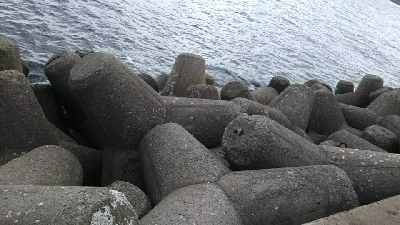 チヌ狙いのはずが