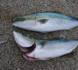 シーズンど真ん中