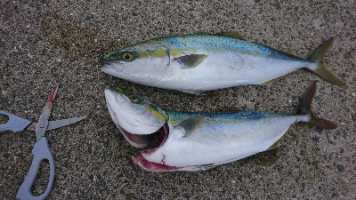 シーズンど真ん中