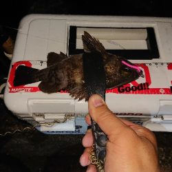 少しアジのサイズが上がったか