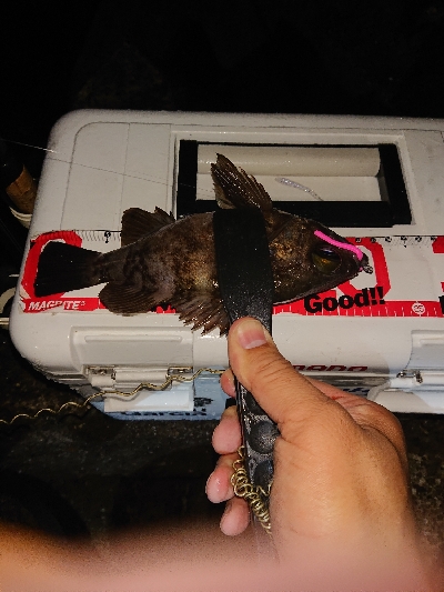 少しアジのサイズが上がったか