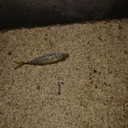 マメ、マメ、マメ