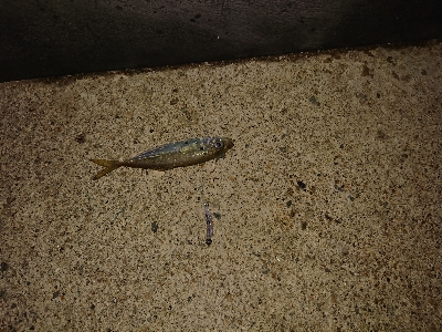 マメ、マメ、マメ