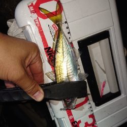 サイズが、のびず