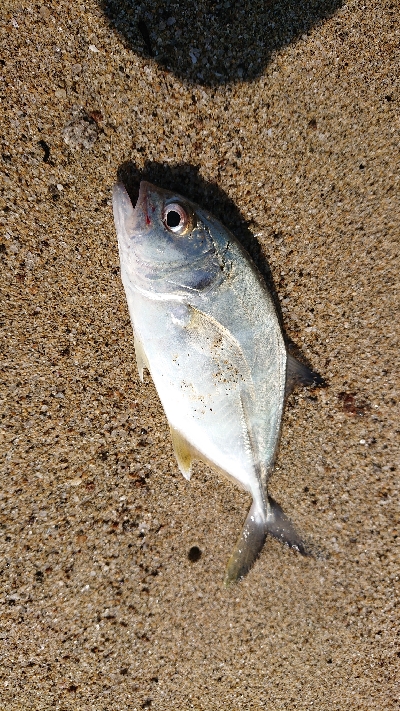 メッキ狙いのトップにシオ！