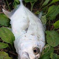 良型メッキ爆釣中