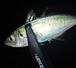 アジング安定釣果！