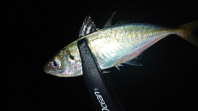 アジング安定釣果！