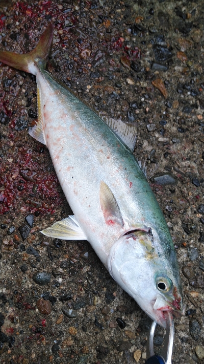 ハマチ好調！タチウオ何処行った？