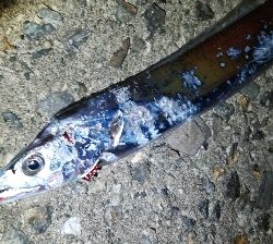 タチウオ激渋…