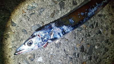 タチウオ激渋…