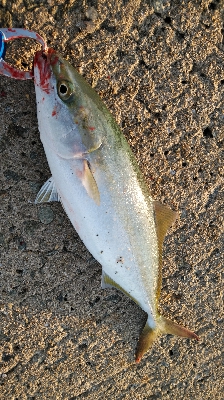 ハマチは好調だかタチウオは…