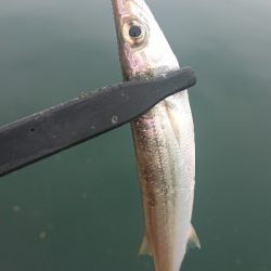 デイアジングで久しぶりのアジ