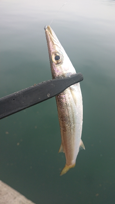 デイアジングで久しぶりのアジ