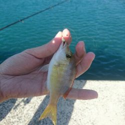 今日も行きました