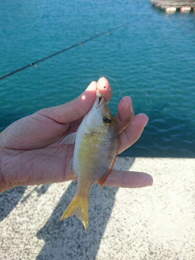 今日も行きました