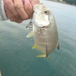 今朝の釣果