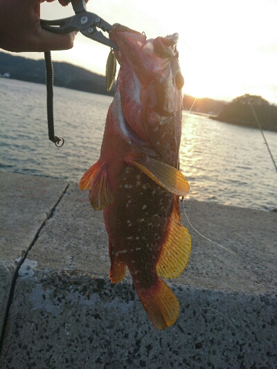今日の釣果