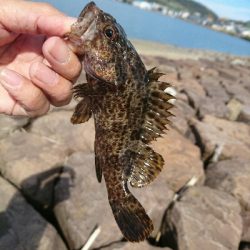 今日の釣果