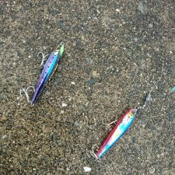 食いの渋い中、モンスターでハマチ炸裂！