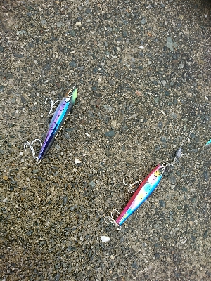 食いの渋い中、モンスターでハマチ炸裂！