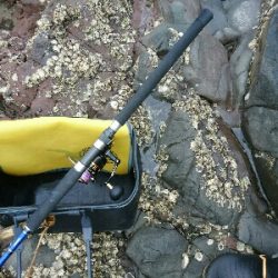 フラット狙いで、アコウ!!