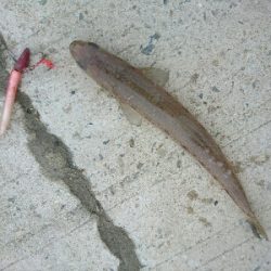 フラット狙いで、エソ2発!!