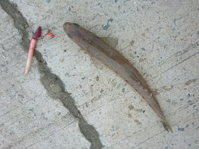 フラット狙いで、エソ２発！！