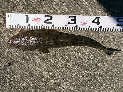 真っ昼間の12時のフラットマゴチ釣果w