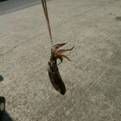 強風の中、秋イカ調査❗