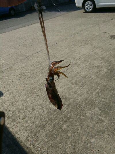 強風の中、秋イカ調査❗