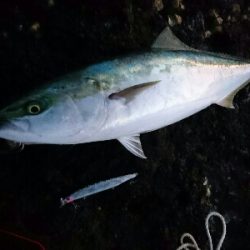 今季初の青物ブリ80㎝ゲット！！