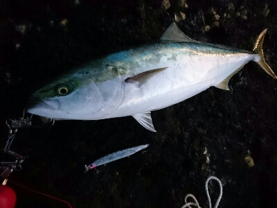 今季初の青物ブリ80㎝ゲット！！