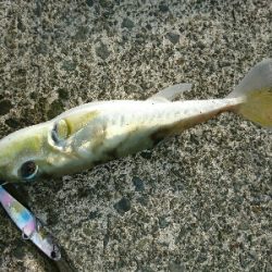 ランディング途中に食いちぎられたエソ