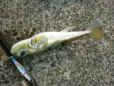 ランディング途中に食いちぎられたエソ