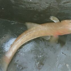 投げても投げてもエソしか釣れぬ