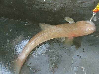 投げても投げてもエソしか釣れぬ