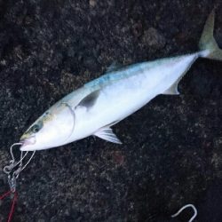 今季２発目の青物！！71㎝ゲット！！