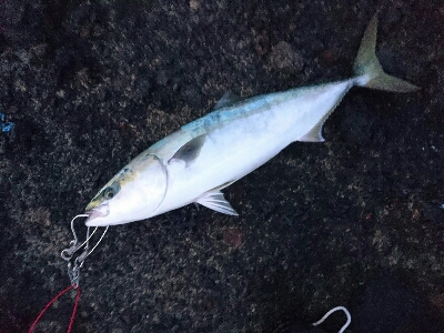 今季２発目の青物！！71㎝ゲット！！