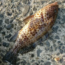 フラット狙いで、オオモンハタ釣果❗