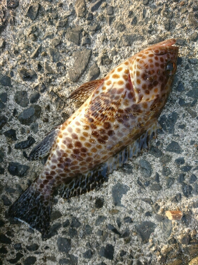 フラット狙いで、オオモンハタ釣果❗