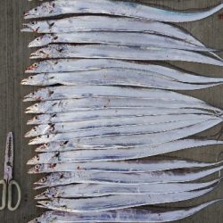 タチウオとツバス