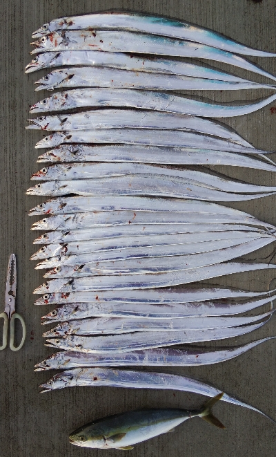 タチウオとツバス