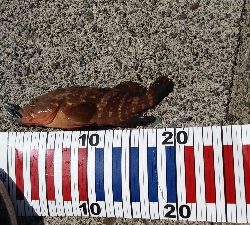 外海が荒れていたので