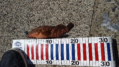 外海が荒れていたので