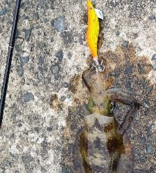 エギングとショアジギング③