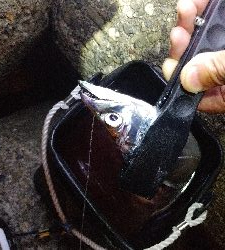 よく釣れました