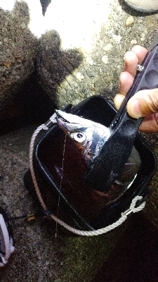 よく釣れました